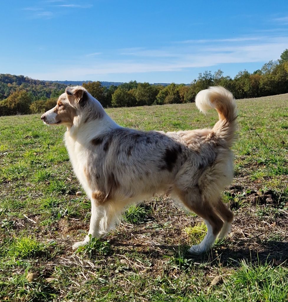 Roxy Du Vent Occitan