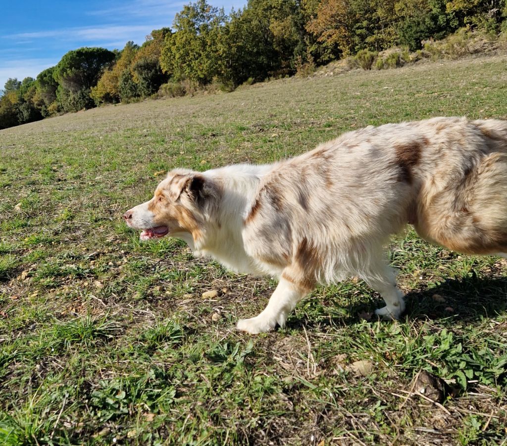 Roxy Du Vent Occitan