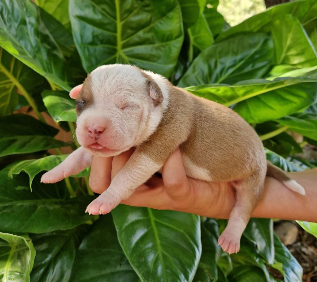 des Terres de Baïla - Chiot disponible  - American Staffordshire Terrier