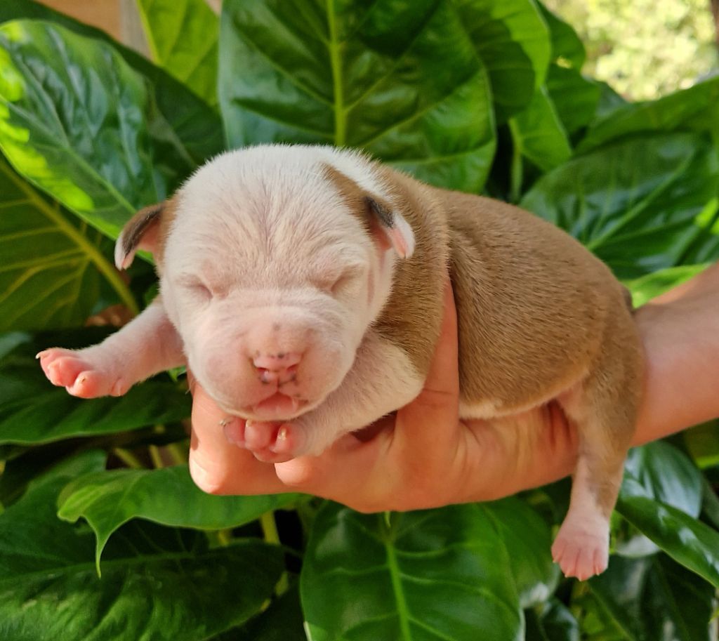 des Terres de Baïla - Chiot disponible  - American Staffordshire Terrier