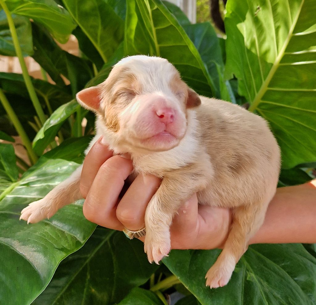 des Terres de Baïla - Chiot disponible  - Berger Australien