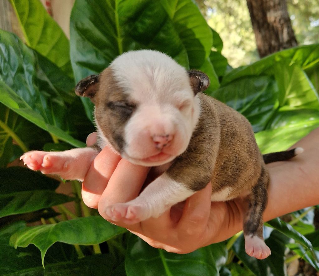 des Terres de Baïla - Chiot disponible  - American Staffordshire Terrier