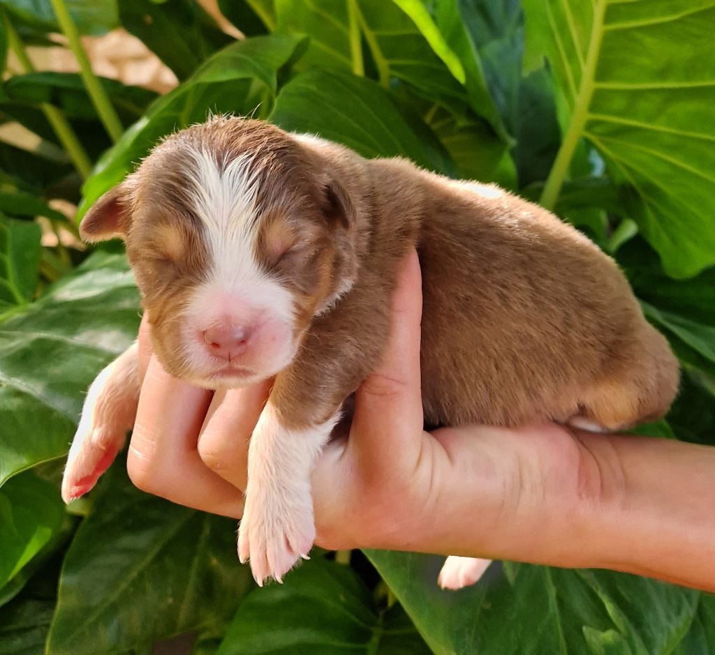 des Terres de Baïla - Chiot disponible  - Berger Australien