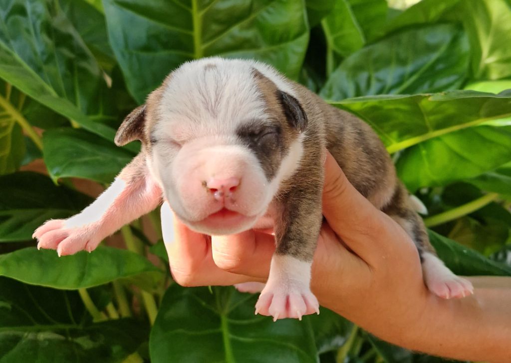 des Terres de Baïla - Chiot disponible  - American Staffordshire Terrier