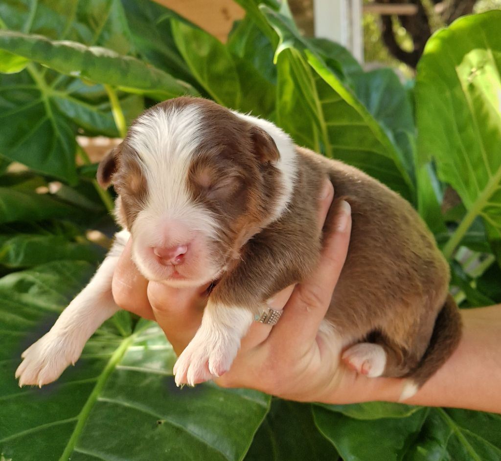 des Terres de Baïla - Chiot disponible  - Berger Australien