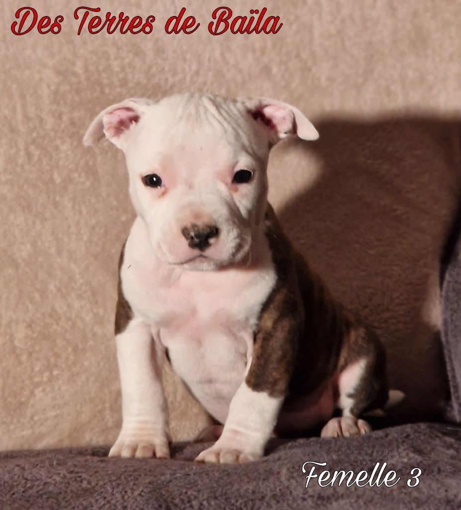 des Terres de Baïla - Chiot disponible  - American Staffordshire Terrier