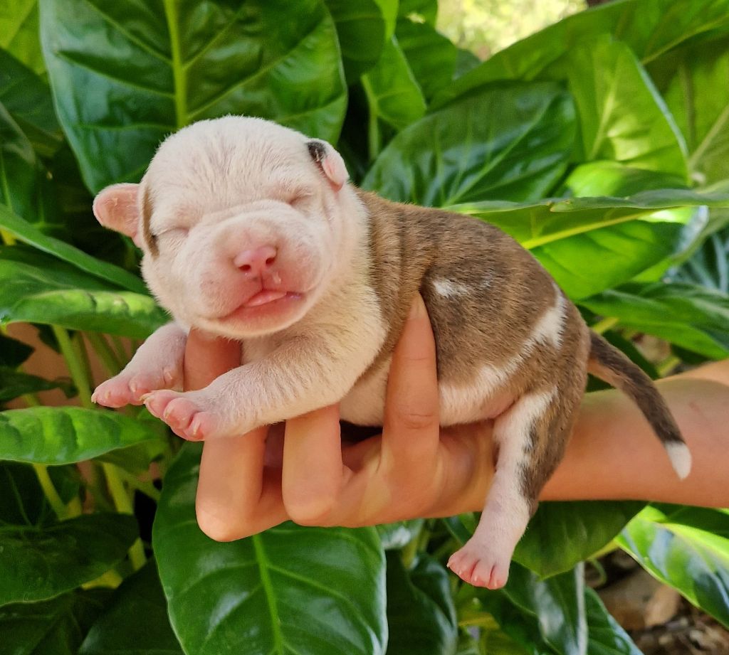 des Terres de Baïla - Chiot disponible  - American Staffordshire Terrier