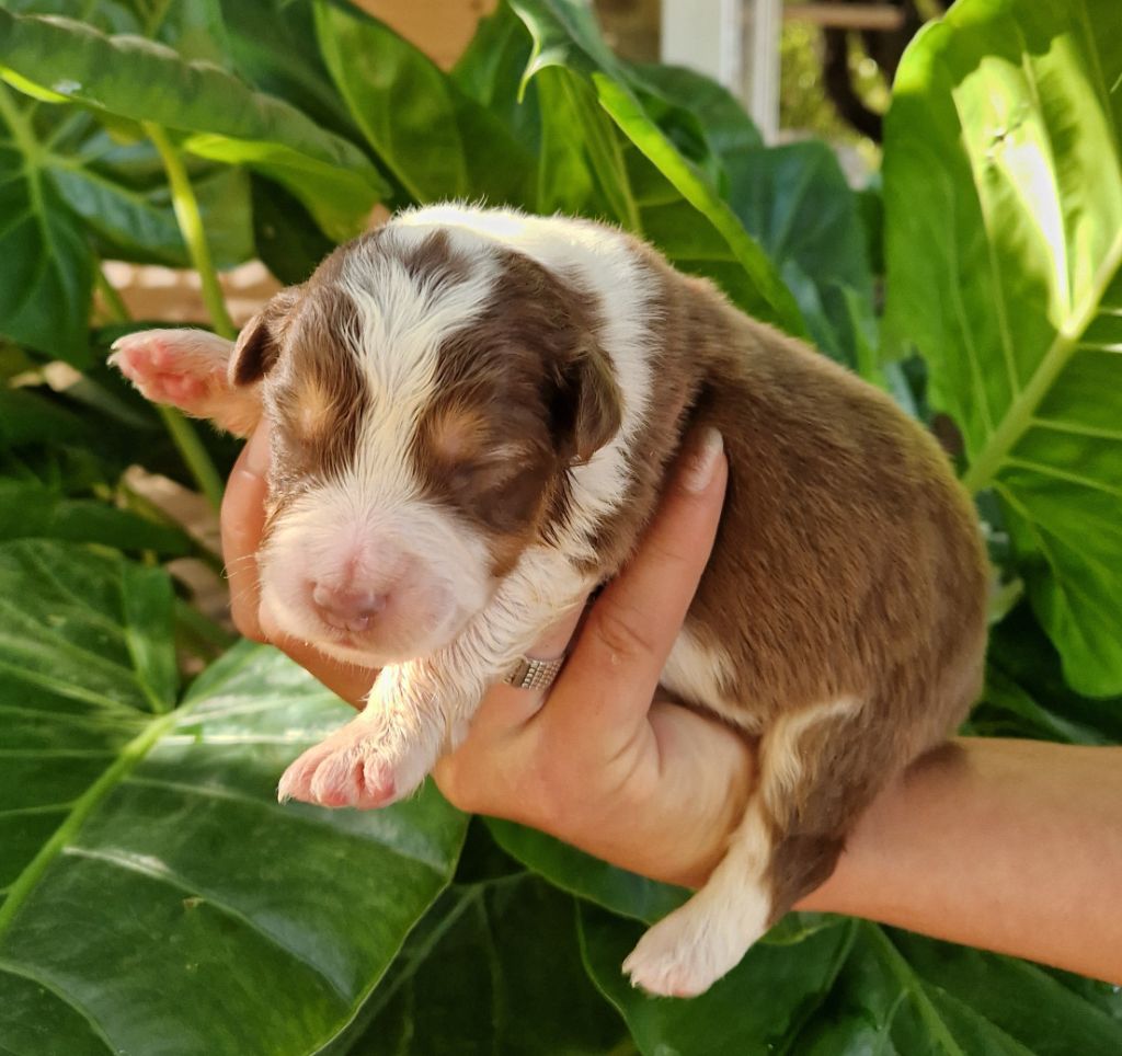 des Terres de Baïla - Chiot disponible  - Berger Australien