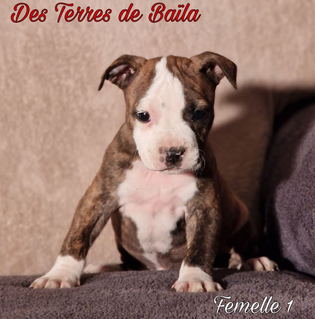 des Terres de Baïla - Chiot disponible  - American Staffordshire Terrier