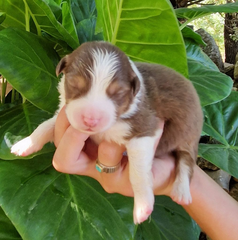 des Terres de Baïla - Chiot disponible  - Berger Australien