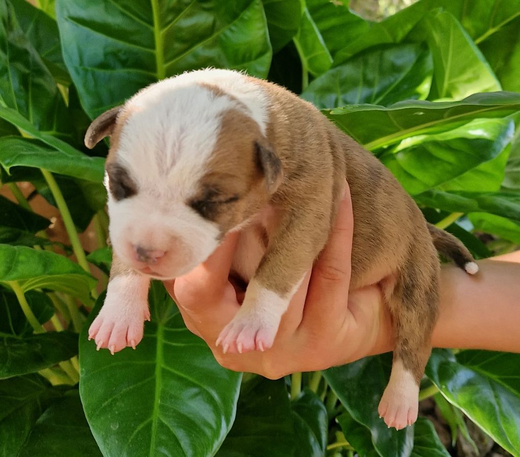 des Terres de Baïla - Chiot disponible  - American Staffordshire Terrier