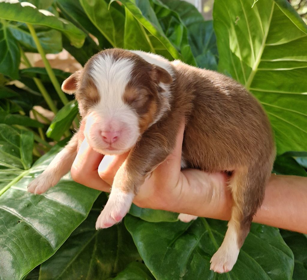 des Terres de Baïla - Chiot disponible  - Berger Australien