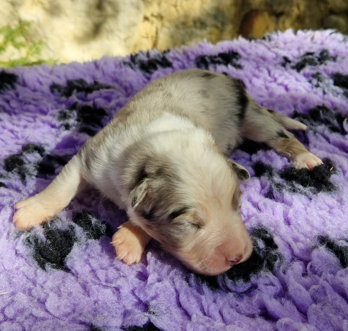 des Terres de Baïla - Chiots disponibles - Berger Australien