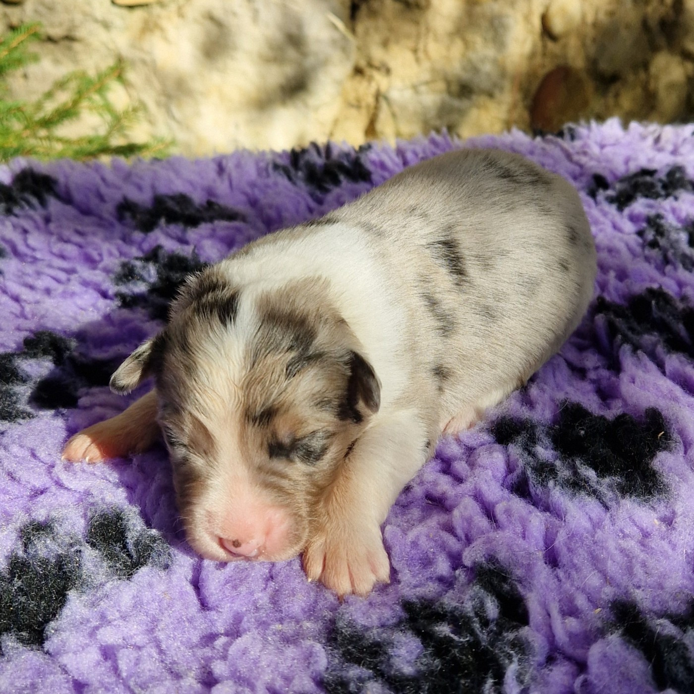 des Terres de Baïla - Chiots disponibles - Berger Australien