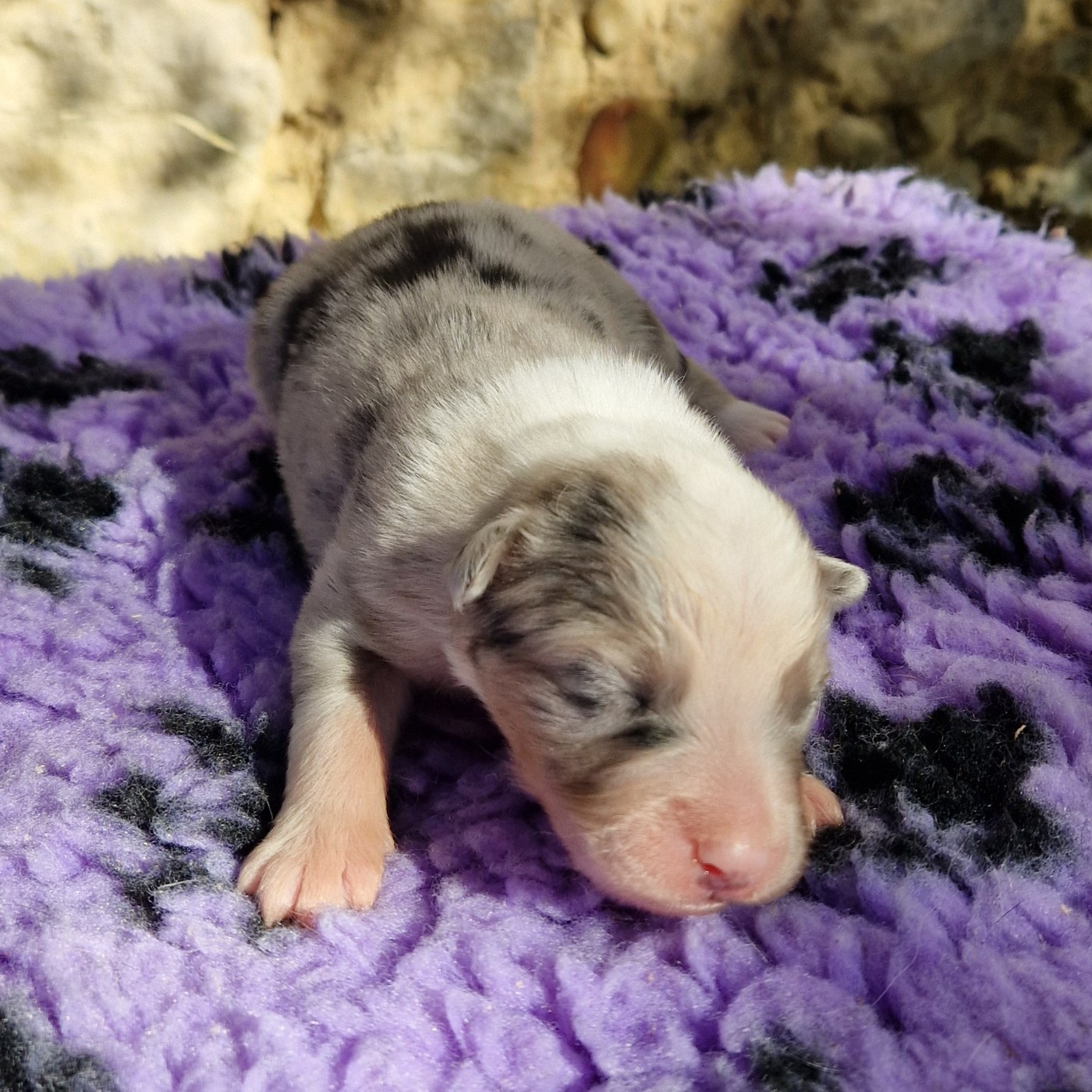 des Terres de Baïla - Chiots disponibles - Berger Australien