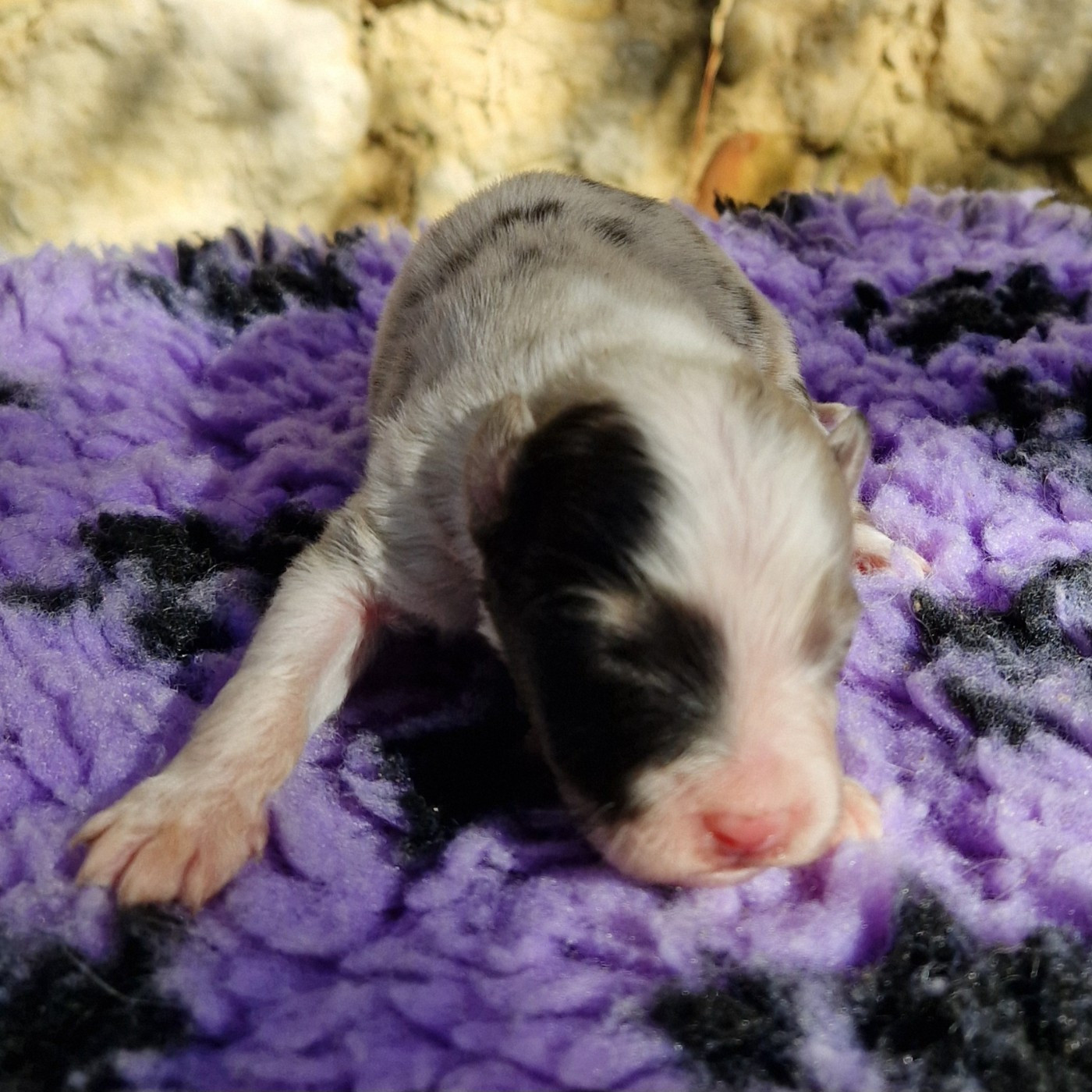 des Terres de Baïla - Chiots disponibles - Berger Australien