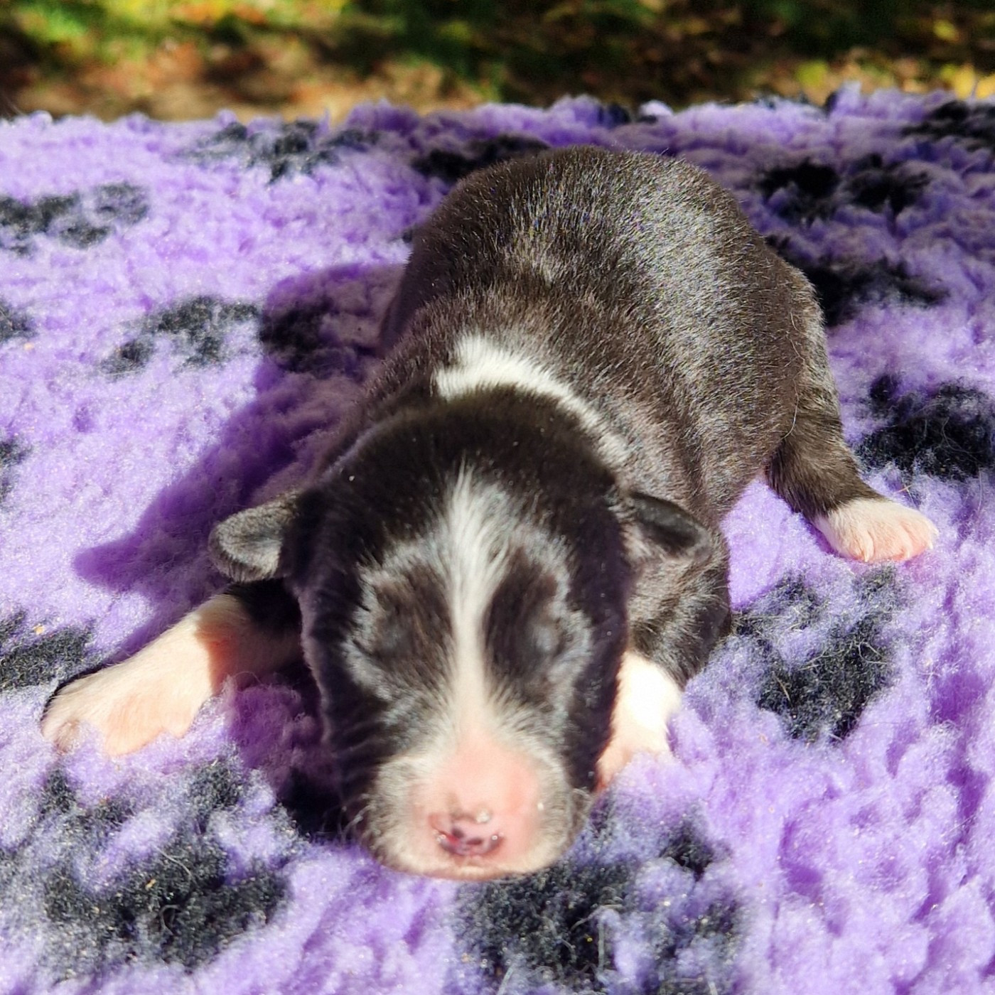 des Terres de Baïla - Chiots disponibles - Berger Australien