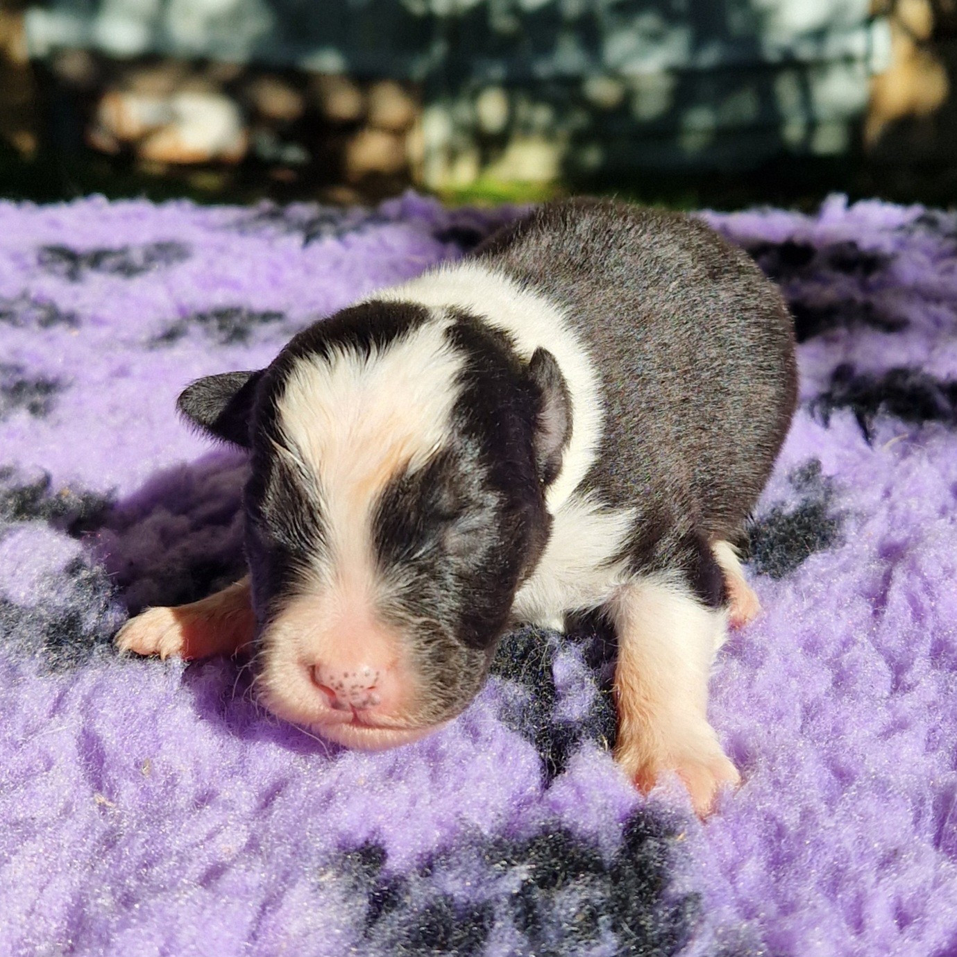 des Terres de Baïla - Chiots disponibles - Berger Australien