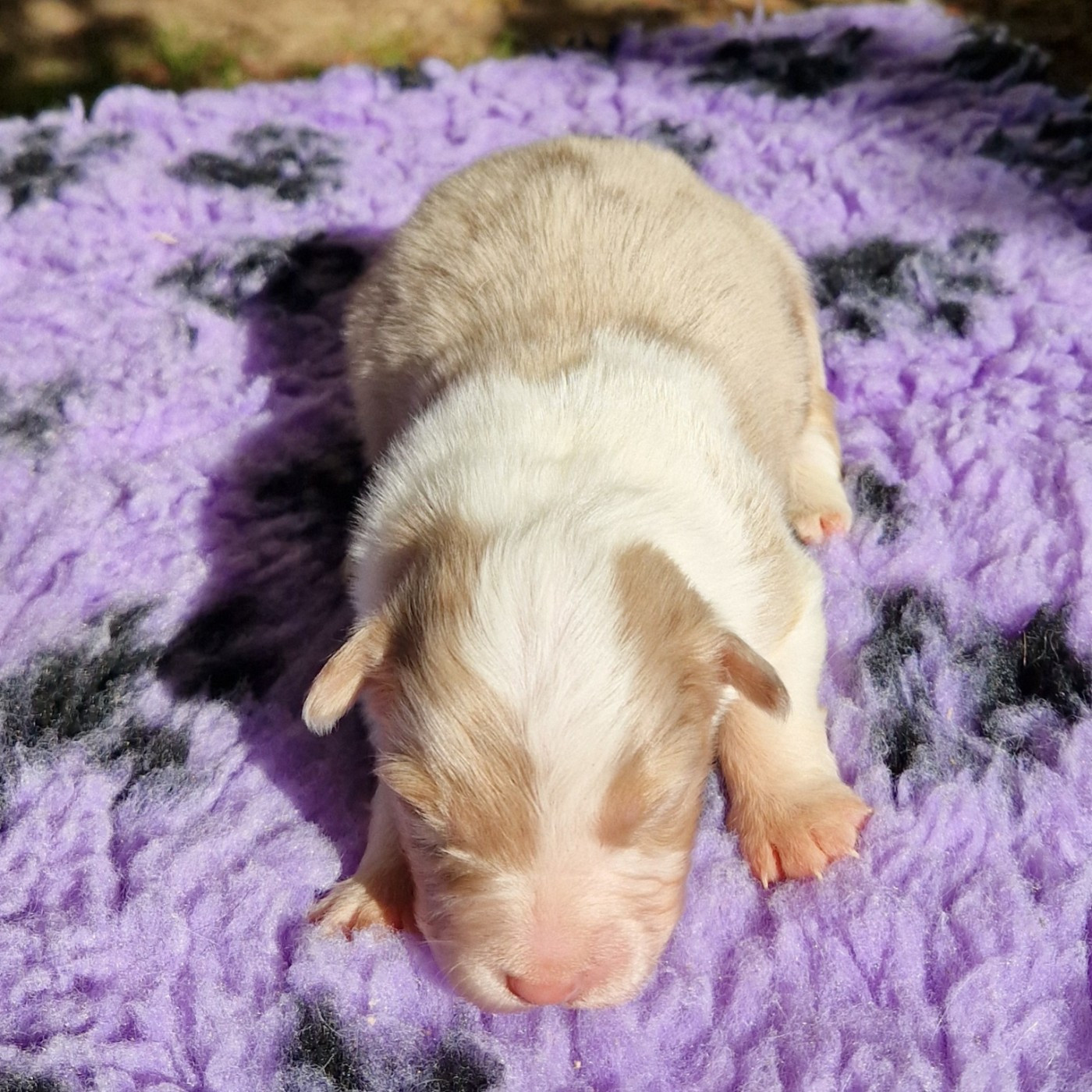 des Terres de Baïla - Chiots disponibles - Berger Australien