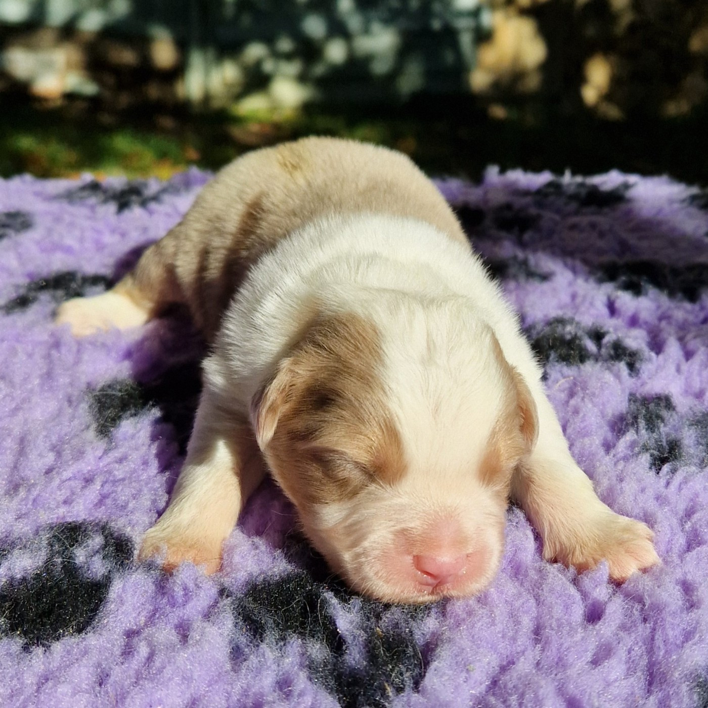 des Terres de Baïla - Chiots disponibles - Berger Australien