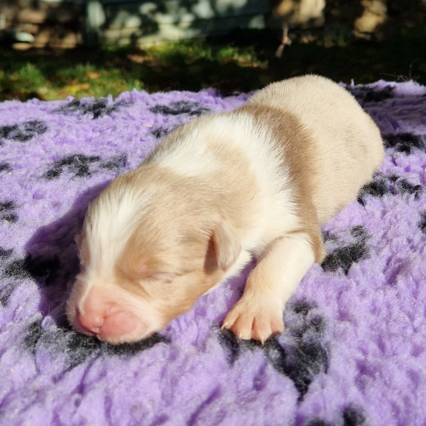 des Terres de Baïla - Chiots disponibles - Berger Australien