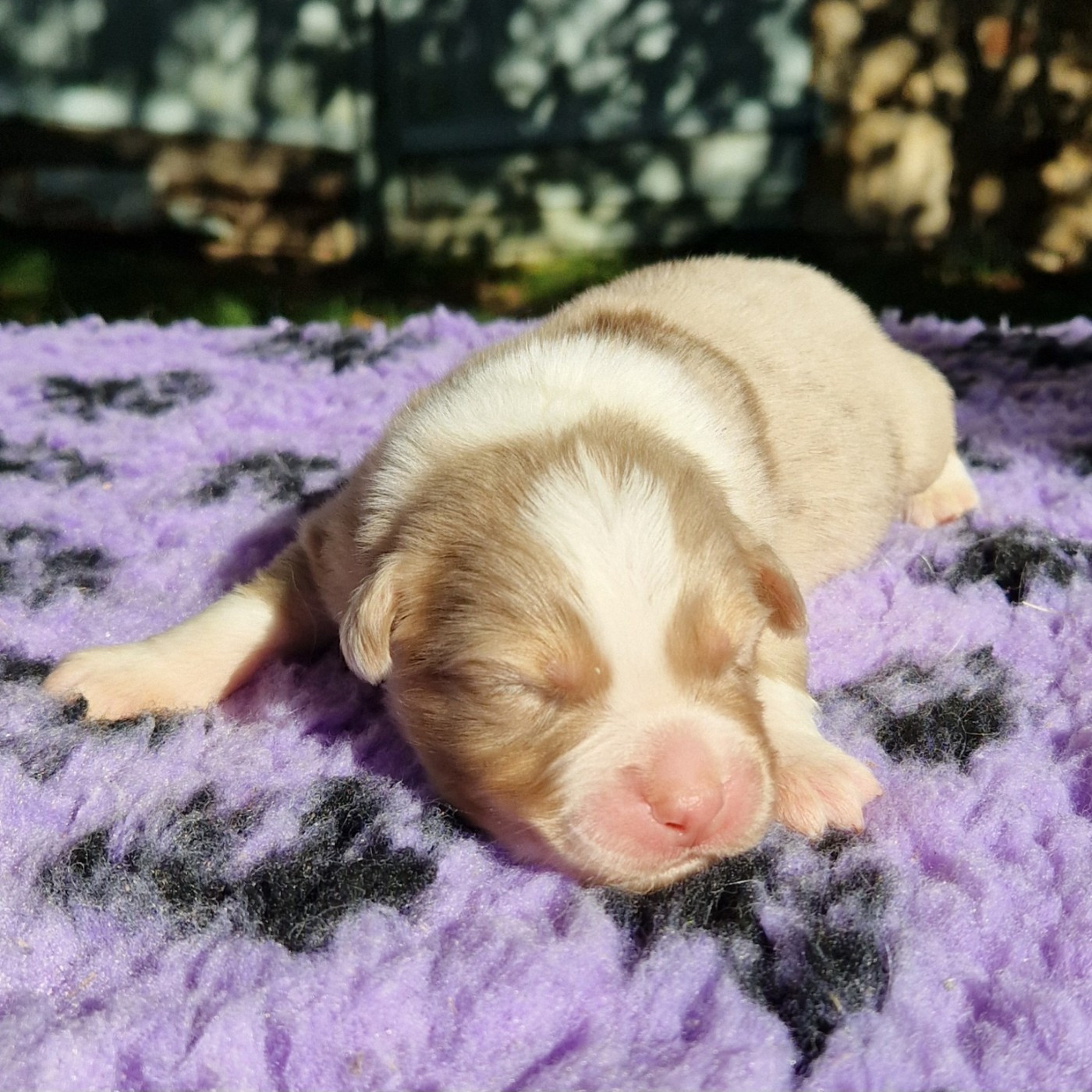 des Terres de Baïla - Chiots disponibles - Berger Australien