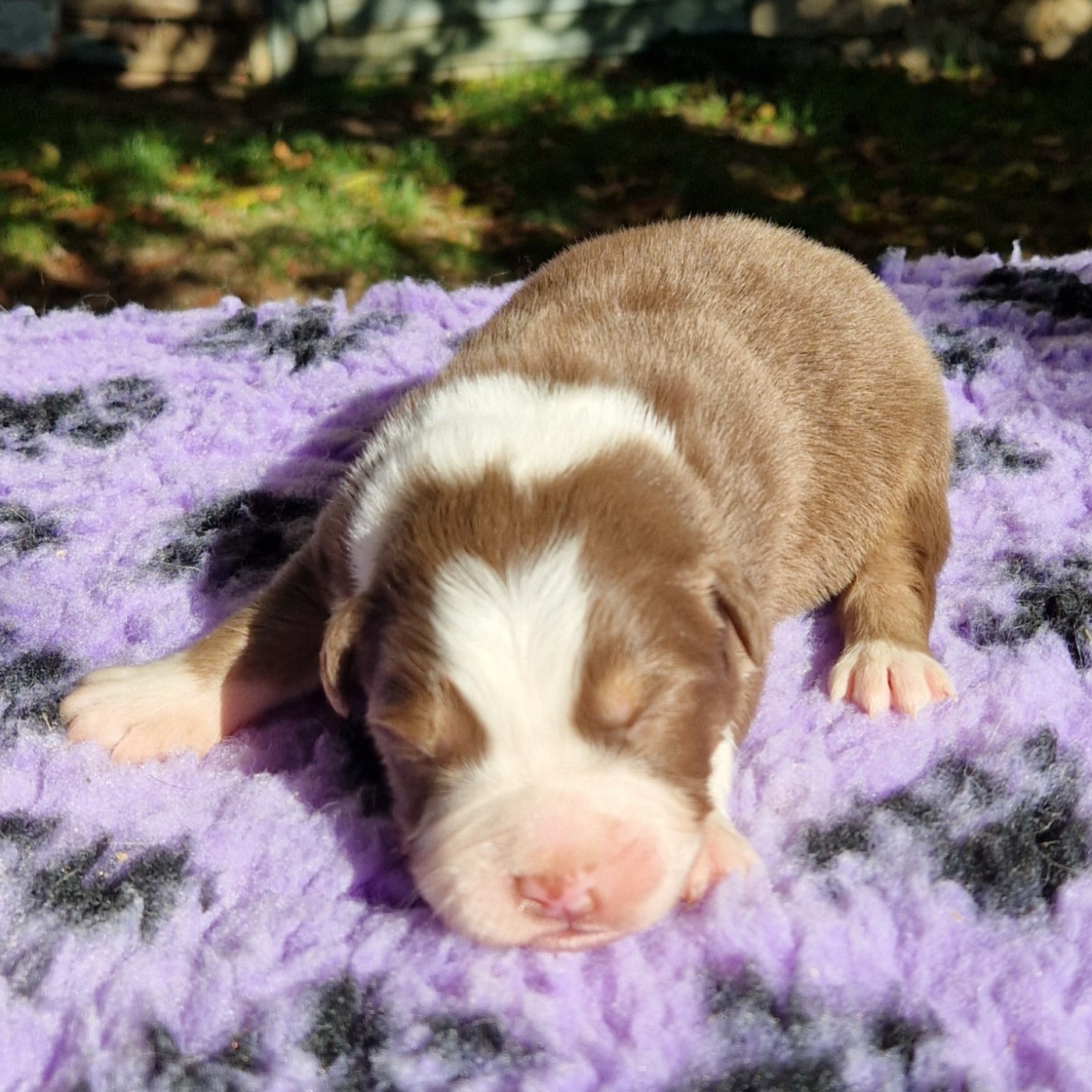 des Terres de Baïla - Chiots disponibles - Berger Australien