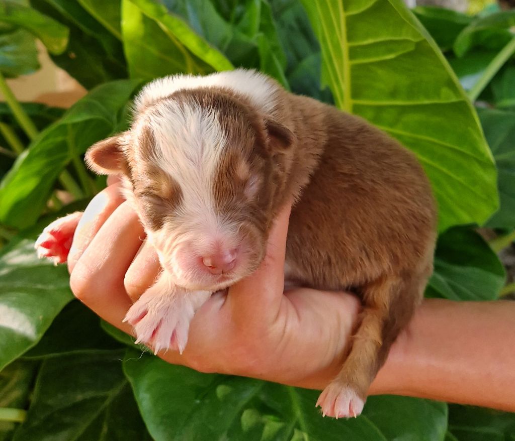 des Terres de Baïla - Chiots disponibles - Berger Australien